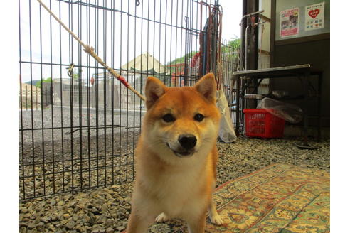 成約済の岡山県の豆柴-65155の2枚目