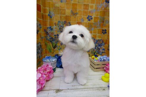成約済の鳥取県のミックス犬-69944の1枚目