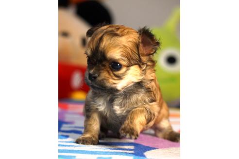 成約済の茨城県のチワワ(ロングコート)-73773の3枚目