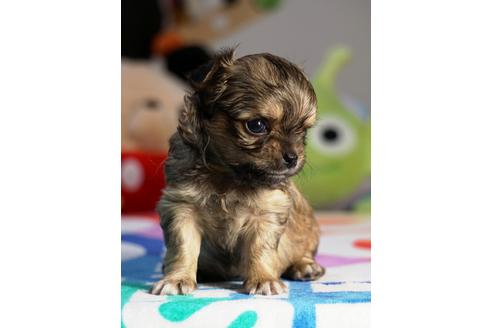 成約済の茨城県のチワワ(ロングコート)-73768の3枚目