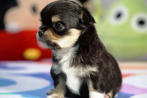 成約済の茨城県のチワワ(ロングコート)-73779の3枚目