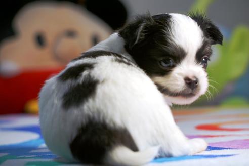 成約済の茨城県のチワワ(ロングコート)-73929の3枚目