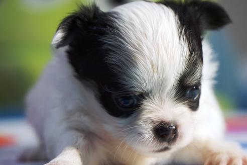 成約済の茨城県のチワワ(ロングコート)-73930の1枚目