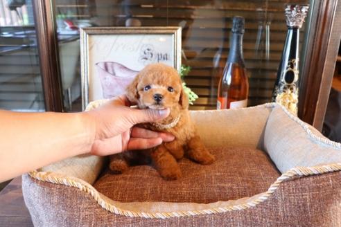 成約済の埼玉県のトイプードル-74396の5枚目
