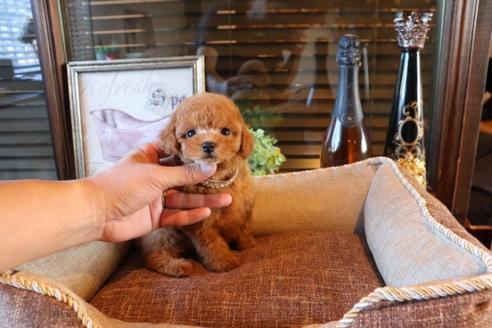 成約済の埼玉県のトイプードル-74396の3枚目