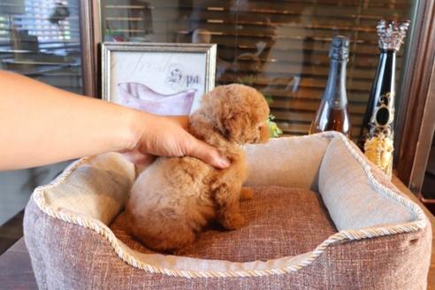 成約済の埼玉県のトイプードル-74396の2枚目