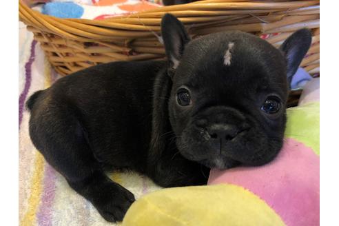 成約済の愛知県のフレンチブルドッグ-72083の4枚目