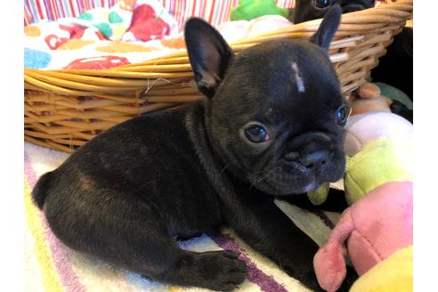 成約済の愛知県のフレンチブルドッグ-72083の3枚目