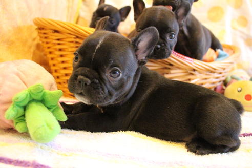 成約済の愛知県のフレンチブルドッグ-72084の5枚目