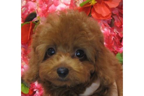 成約済の茨城県のトイプードル-74411の1枚目