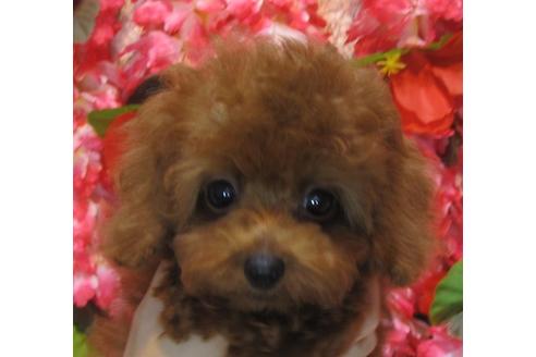 成約済の茨城県のトイプードル-74411の3枚目