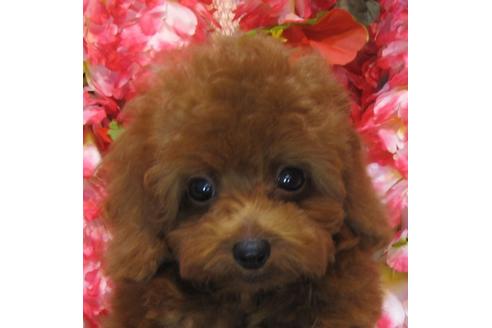 成約済の茨城県のトイプードル-74411の2枚目