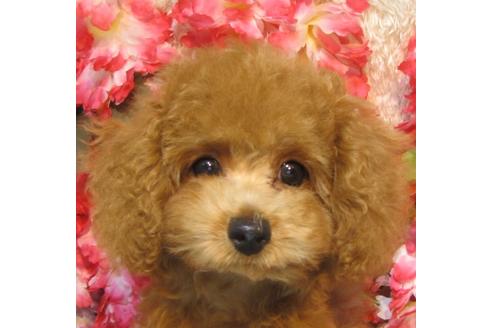 成約済の茨城県のトイプードル-74412の1枚目