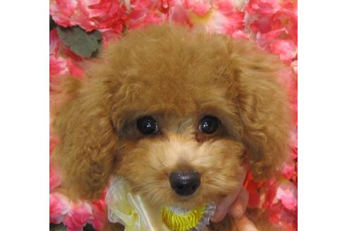 成約済の茨城県のトイプードル-74412の3枚目