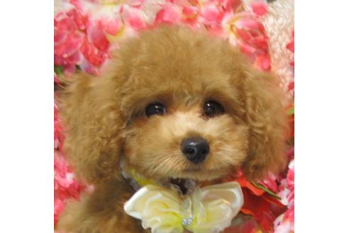 成約済の茨城県のトイプードル-74412の2枚目