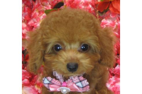 成約済の茨城県のトイプードル-74413の1枚目