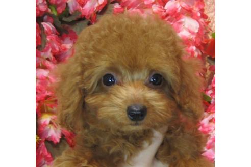 成約済の茨城県のトイプードル-74413の3枚目