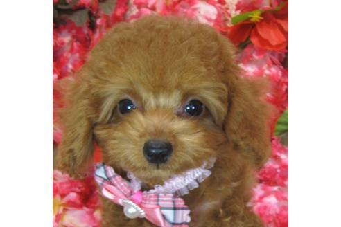 成約済の茨城県のトイプードル-74413の2枚目