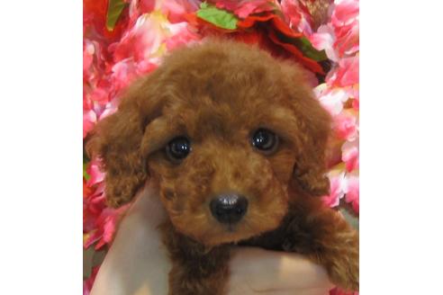 成約済の茨城県のトイプードル-74414の1枚目