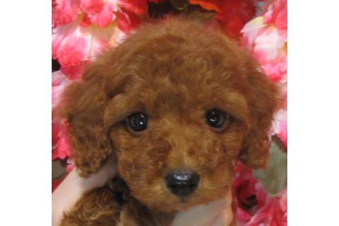 成約済の茨城県のトイプードル-74414の3枚目