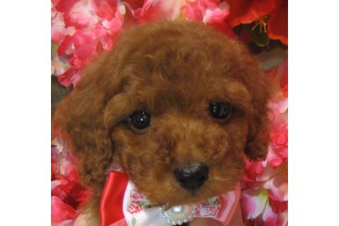 成約済の茨城県のトイプードル-74414の2枚目