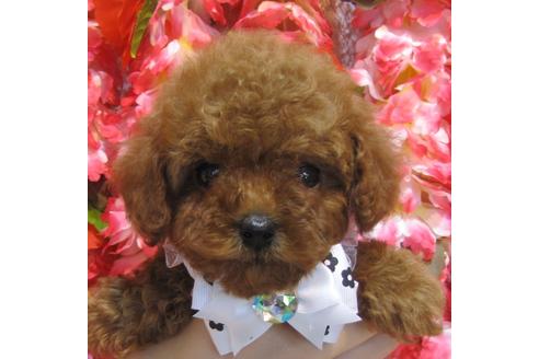 成約済の茨城県のタイニープードル-74415の1枚目