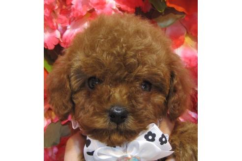 成約済の茨城県のタイニープードル-74415の3枚目