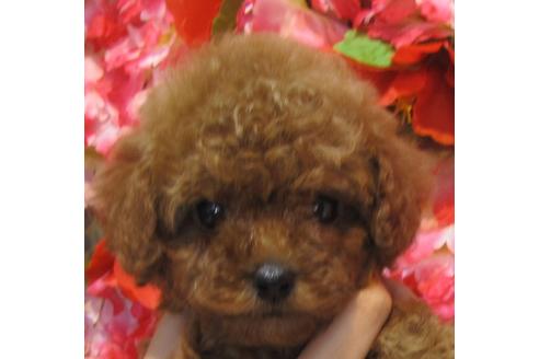成約済の茨城県のタイニープードル-74415の2枚目