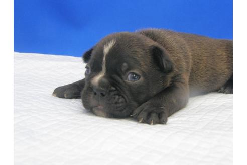 成約済の愛知県のミックス犬-74420の11枚目