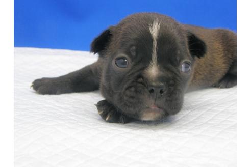 成約済の愛知県のミックス犬-74420の10枚目