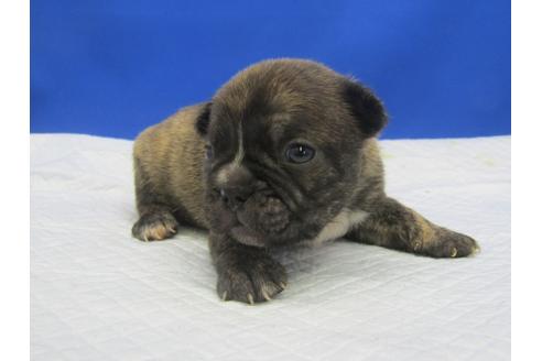 成約済の愛知県のミックス犬-74421の14枚目