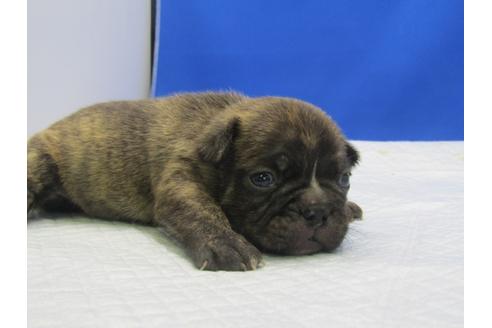 成約済の愛知県のミックス犬-74421の13枚目
