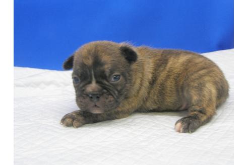 成約済の愛知県のミックス犬-74421の11枚目