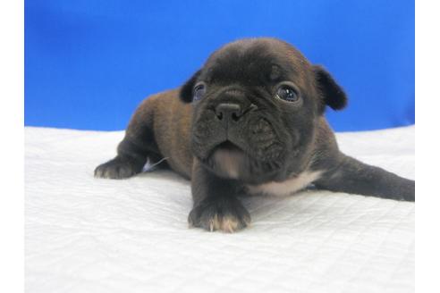 成約済の愛知県のミックス犬-74424の9枚目