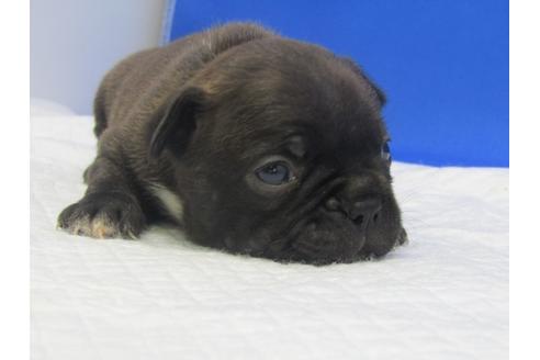 成約済の愛知県のミックス犬-74424の8枚目