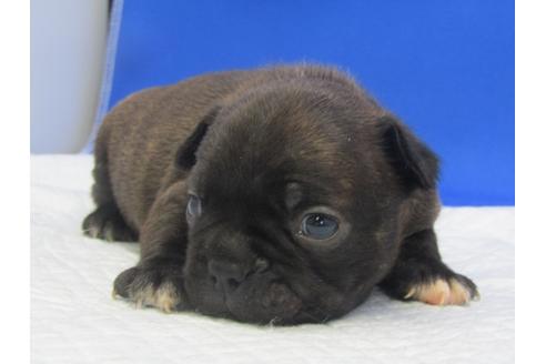 成約済の愛知県のミックス犬-74424の7枚目