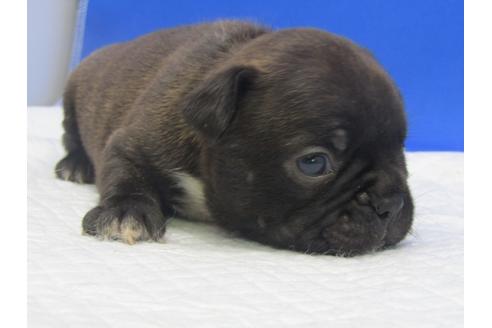 成約済の愛知県のミックス犬-74424の6枚目