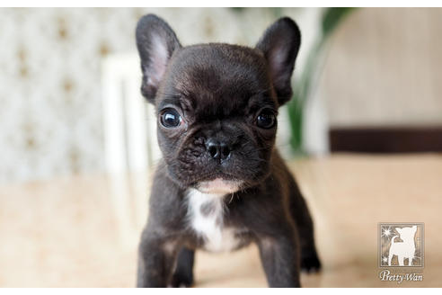 成約済の愛知県のフレンチブルドッグ-74453
