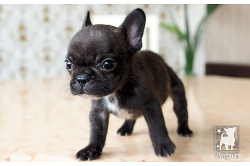 成約済の愛知県のフレンチブルドッグ-74453の5枚目