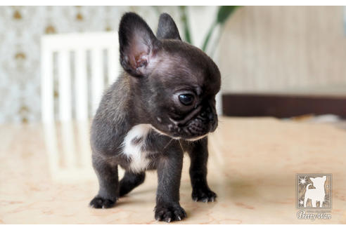 成約済の愛知県のフレンチブルドッグ-74453の4枚目