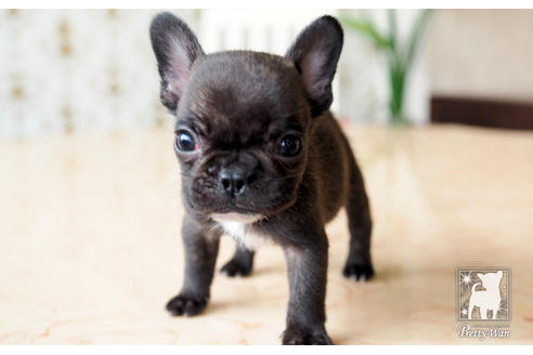 成約済の愛知県のフレンチブルドッグ-74453の2枚目