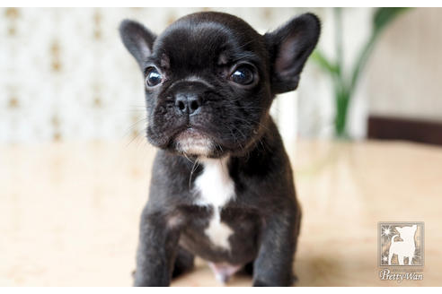 成約済の愛知県のフレンチブルドッグ-74454