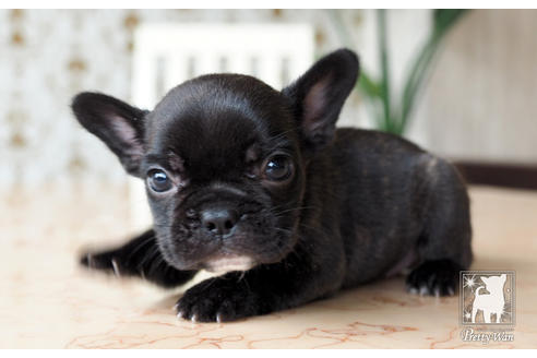 成約済の愛知県のフレンチブルドッグ-74454の5枚目