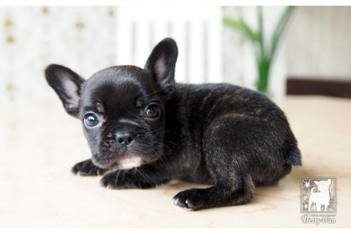 成約済の愛知県のフレンチブルドッグ-74454の4枚目