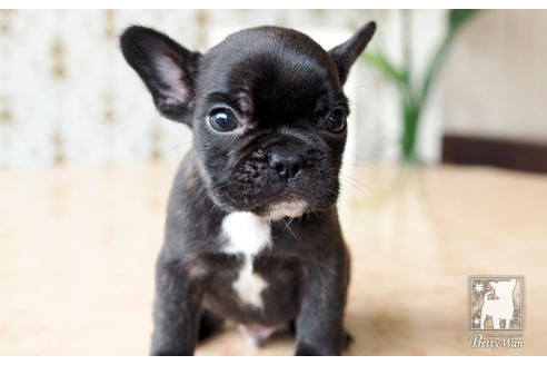 成約済の愛知県のフレンチブルドッグ-74454の2枚目