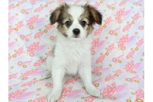 成約済の千葉県のパピヨン-73268の1枚目