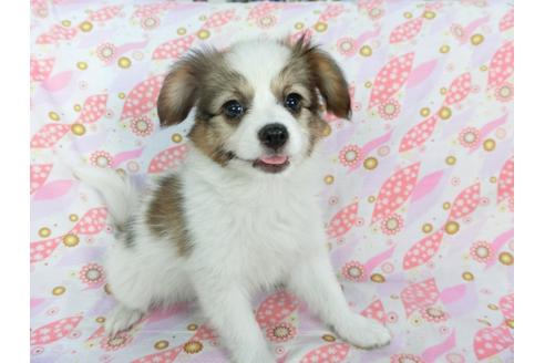 成約済の千葉県のパピヨン-73268の4枚目