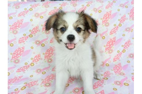 成約済の千葉県のパピヨン-73268の3枚目