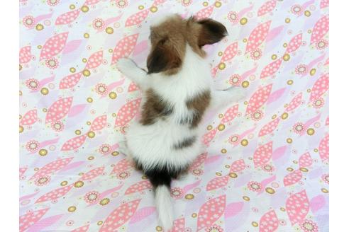 成約済の千葉県のパピヨン-73268の2枚目