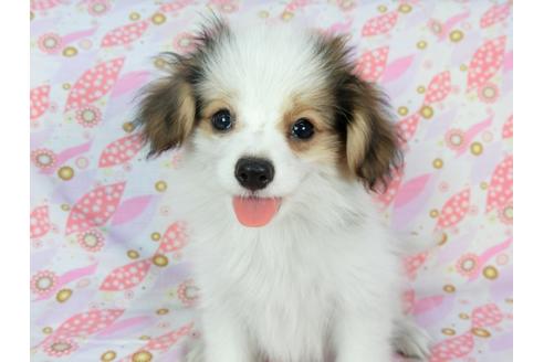 成約済の千葉県のパピヨン-73265の6枚目